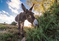 Donkey on The New Forest. 16" x 12" incl. mount New Forest donkey