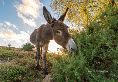 New Forest Donkey, Godshill