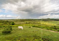 Godshill, New Forest Fordingbridge New Forest print Godshill white pony
