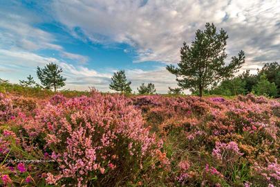 New Forest Heather, 16" x 12" incl. mount, £20