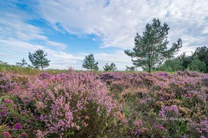 Purple Heather, New Forest