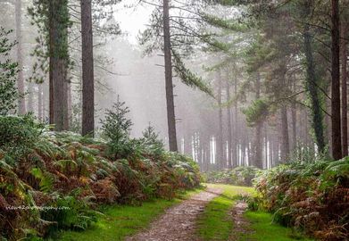 Pitts Wood in The Rain, 16" x 12" incl. mount, £20