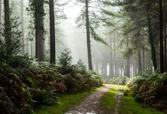 Pitts Wood in The Rain.