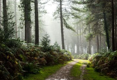 Pitts Wood in The Rain.
