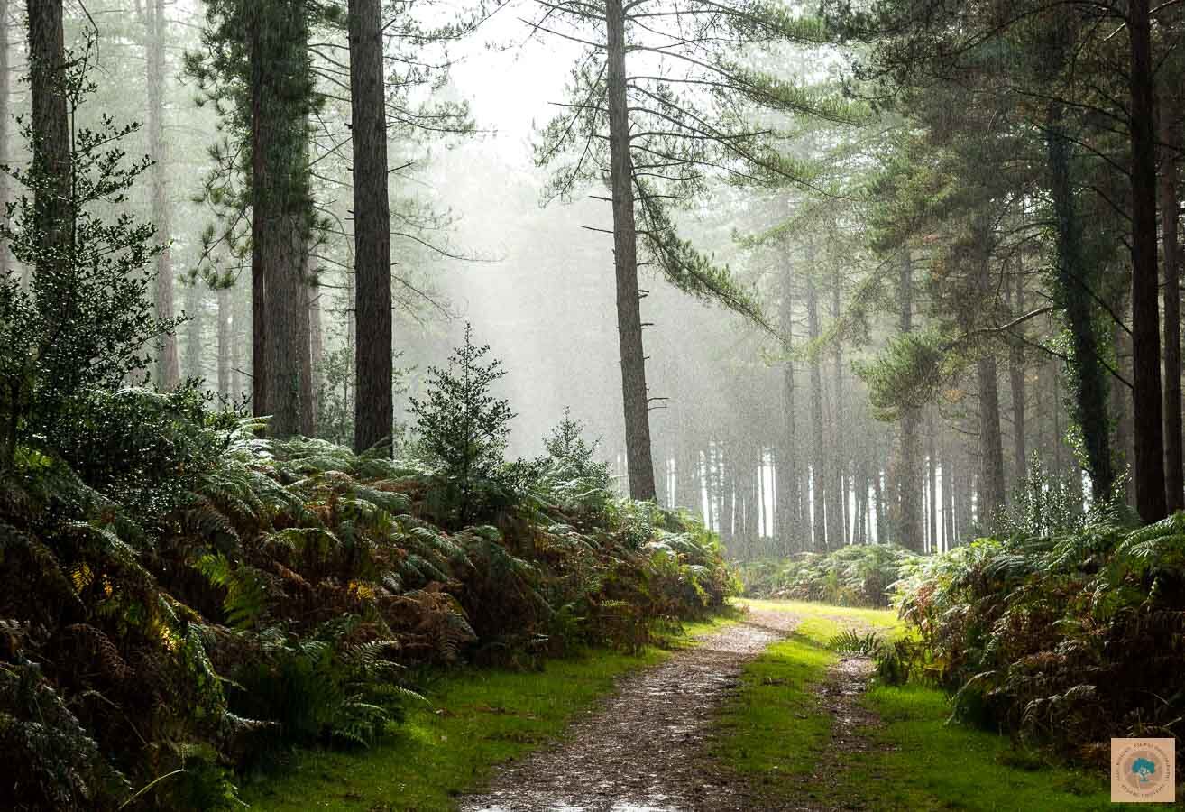 Pitts Wood Rain