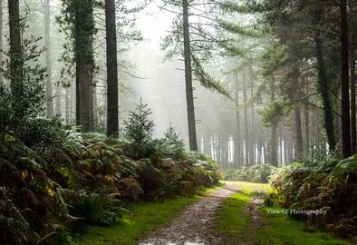 Pitts Wood Rain, Godshill