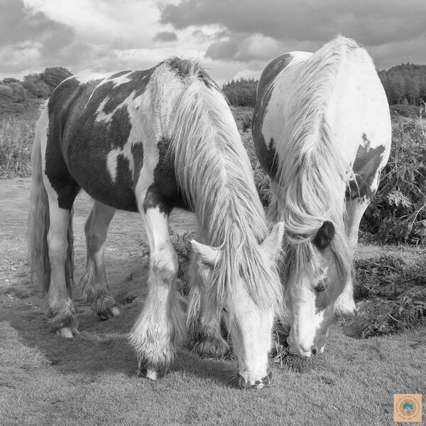 Pibald Pair (30cm x 30cm)