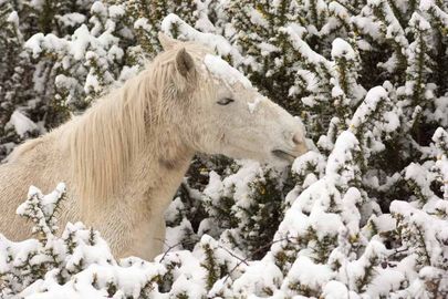 Beast From The East at Godshill winter spring 2018 Fordingbridge New Forest