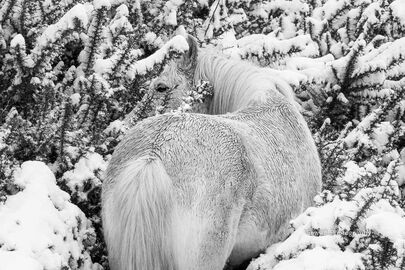 New Forest Pony in Snowy Gorse