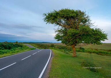 Deadman Corner Tree at Dusk, New Forest