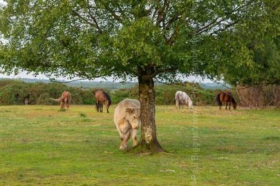 When you have an itch summer 2018 Fordingbridge New Forest