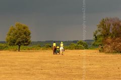 Parched at Godshill summer 2018 Fordingbridge New Forest