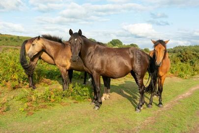 In Good Health New Forest, ponies
