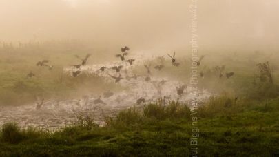 Taking Flight ducks, taking off, flight, fright, birds, flock