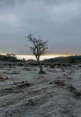 Lonely Tree