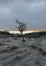 Lonely Tree