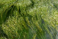 Reeds in The River Avon