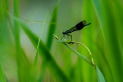 Mayfly in The Reeds