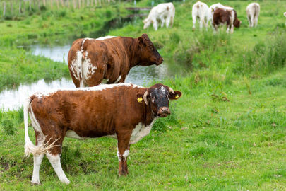 Happy Cows