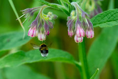 Busy Bumble Bee
