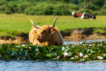 Highland in Lilies, Janesmoor Pond