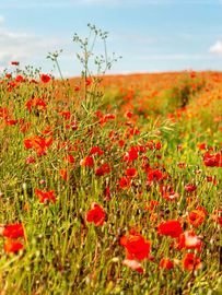 Poppy Field
