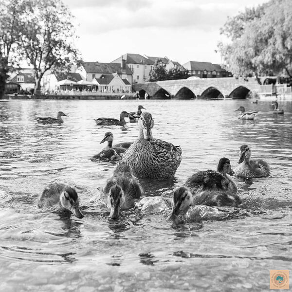Mother Duck (30cm x 30cm)