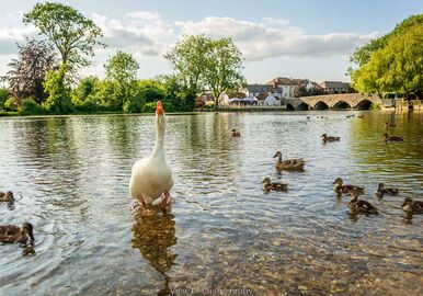Nanny Goose, Fordingbridge