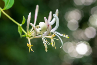 Wild Honeysuckle Wild Honeysuckle Avon Valley