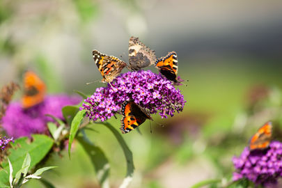 Late Summer Butterflies Butterflies buddleia small tortoiseshell painted lady