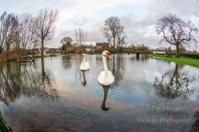 Swans in the Flood, Fordingbridge