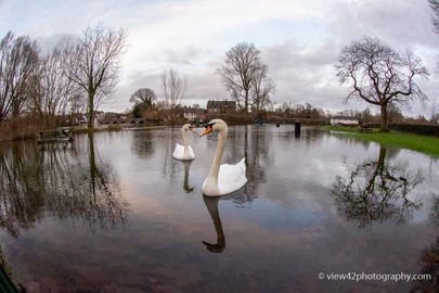 Swans at High River, Fordingbridge, December 2019
