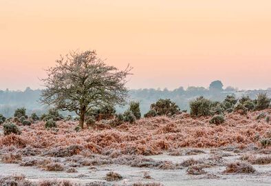 January Morning at Ogdens, New Forest