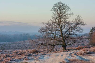 January Morning at Hasley Hill