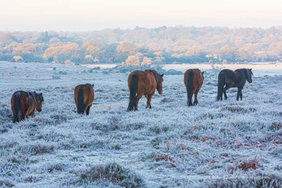 Frosy Morning at Ogdens 4