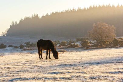 Frosy Morning at Ogdens 3