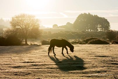 Frosy Morning at Ogdens 2