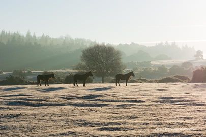Frosy Morning at Ogdens 1