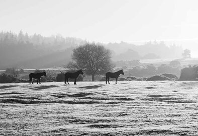 Frosty New Forest Ponies at Ogdens
