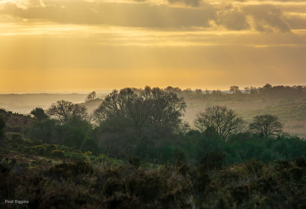 Pitts Wood Circular, Godshill, New Forest