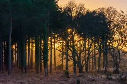 Pitts Wood Sunset