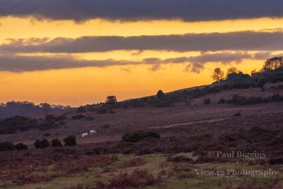 Godshill Landscape 2