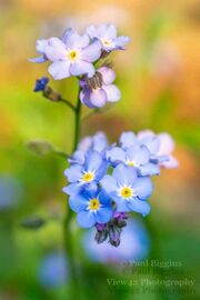 Forget-Me-Nots
