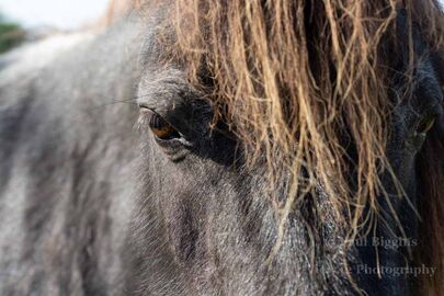 Aye Eye Pony