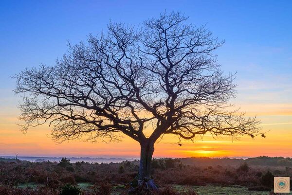 Ashley Walk Tree, December