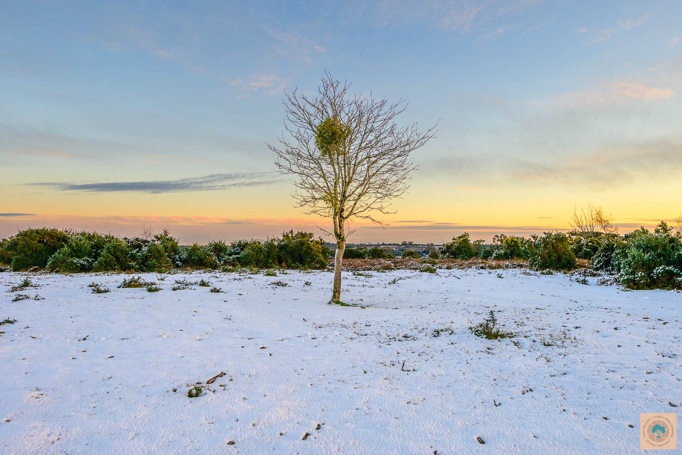 Mistletoe Tree