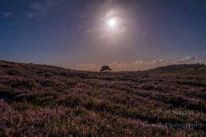Ibsley Common in August