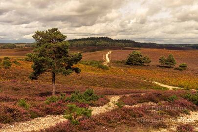 Ibsley Common