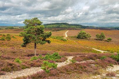 Ibsley Common
