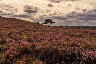 Ibsley Common Heather